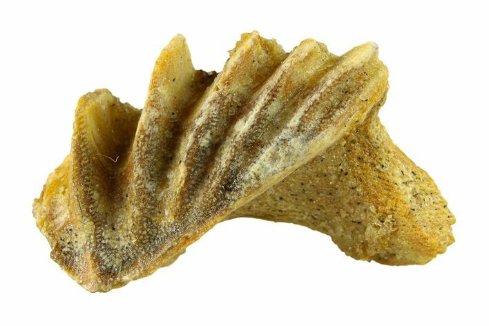 Cretaceous Lungfish (Ceratodus) Tooth Plate - Morocco #294040